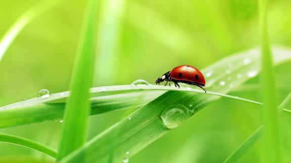 Lady Bug crawls along blade of grass.