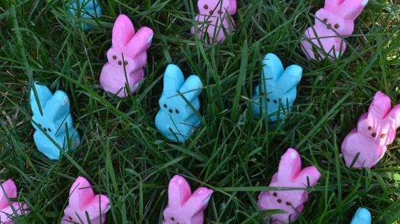 Pink and blue marshmallow Bunny Peeps for Easter in green grass.