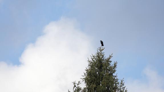 A crow watches from a treetop in Metro Vancouver on a cloudy winter morning.