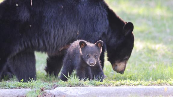 American Black Bear with young cub graze curbside in an urban environment.