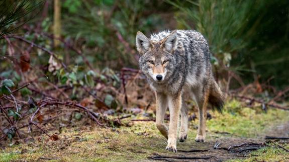 A coyote walking along a path in British Columbia, Canada.