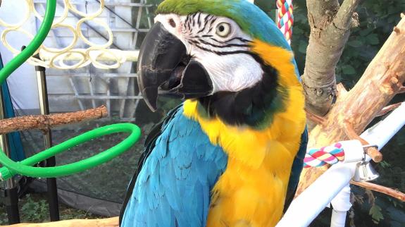 Blue and yellow parrot from Greyhaven Exotic Bird Sanctuary.