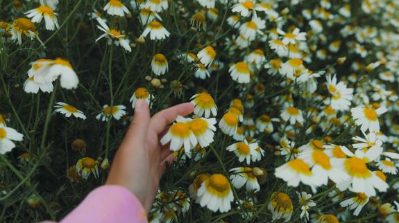 Woman contemplating the beautiful field with daisy flowers in bloom during spring sunset.