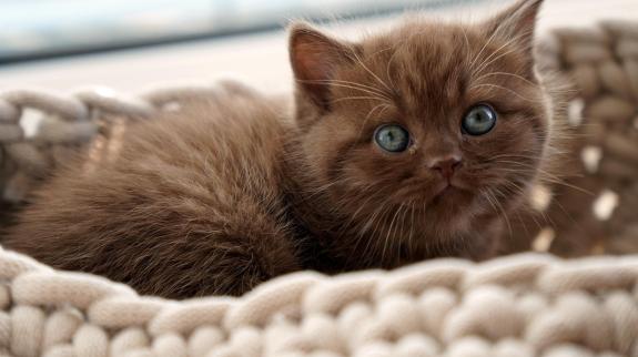 A cute brown kitten, with large, expressive eyes, rests comfortably in a beige knitted basket.