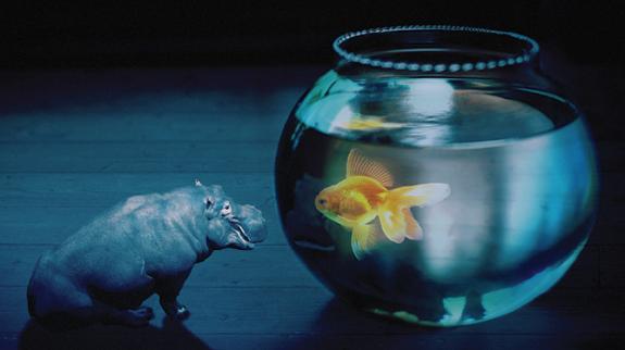 House hippo looking at a fish 
