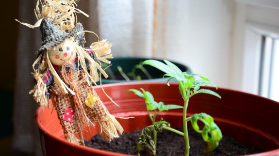 Flowerpot with a new growing plant and a mini scarecrow.