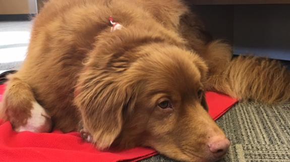 Therapy dog
