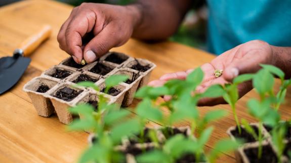Seeding new plants in a biodegradable pot.
