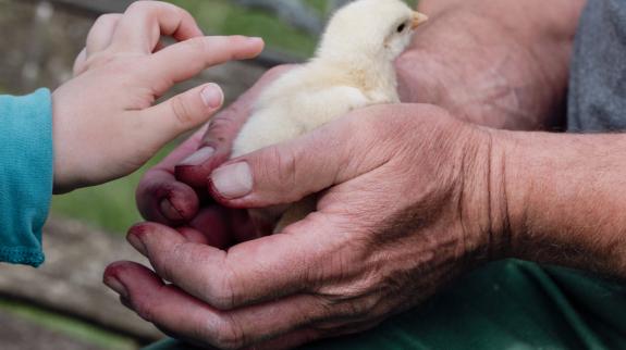 Adult hands holding a chick with a child's hand reaching in to touch the chick.