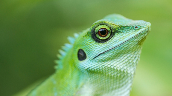 Green lizard looking to the right in a green background.