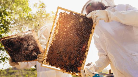 Beekeepers are working with bees and beehives on the apiary.