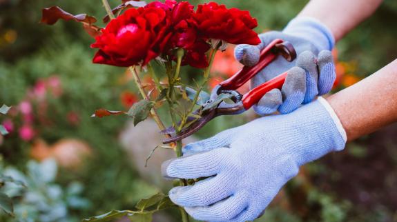 Gardener's hands holding pruning or grafting scissors and cutting roses