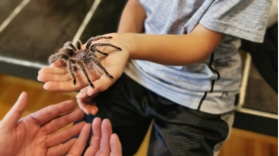 Child holding a tarantula. Two hands reaching out to help.