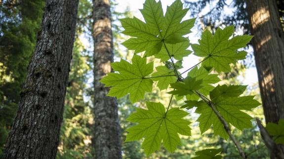 Temperate rain forest and maple leaves, Whistler, B.C.