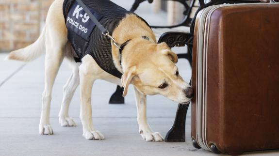 An explosives and drug-sniffing police dog investigating a abandoned suitcase.