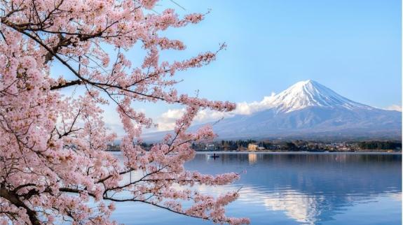 Cherry blossoms and Mt Fuji, Japan, in the background