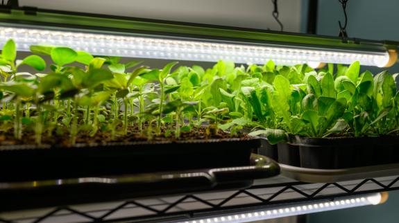 Young flower seedlings growing under indoor LED grow lights. 