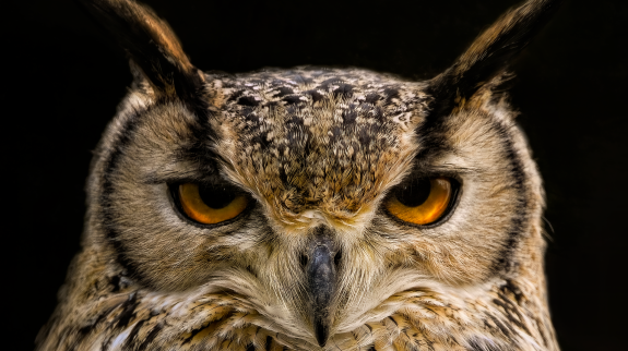 A horned owl. 