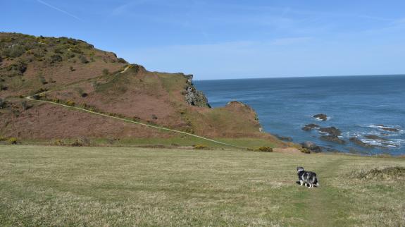 Burnett the dog looking over cliffs in the UK.