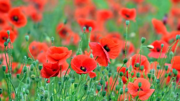 Red poppies in a green field