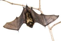 A small brown bat hanging upside down on a branch