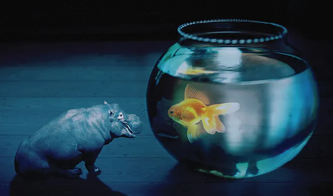 House hippo looking at a fish 