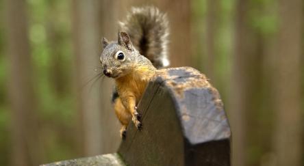 Douglas squirrel in Squamish BC forest gnawing on a wooden railing.