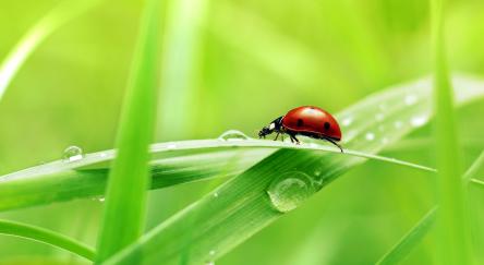 Lady Bug crawls along blade of grass.