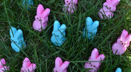 Pink and blue marshmallow Bunny Peeps for Easter in green grass.