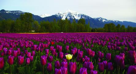 A vibrant field of purple tulips with a single yellow flower standing out in the center.