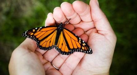 Beautiful close up of a Monarch butterfly being held.