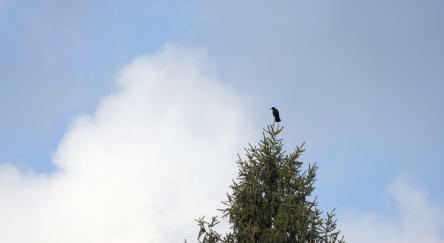 A crow watches from a treetop in Metro Vancouver on a cloudy winter morning.
