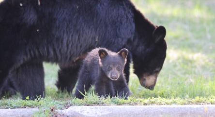 American Black Bear with young cub graze curbside in an urban environment.