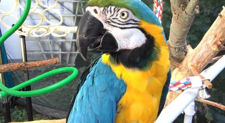 Blue and yellow parrot from Greyhaven Exotic Bird Sanctuary.