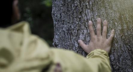 View of back of man reaching out to touch a tree in the forest.