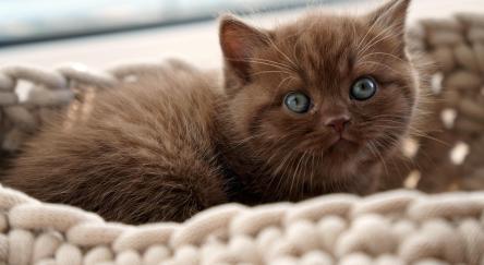 A cute brown kitten, with large, expressive eyes, rests comfortably in a beige knitted basket.