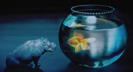 House hippo looking at a fish 