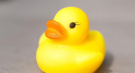 Yellow rubber duck toy.