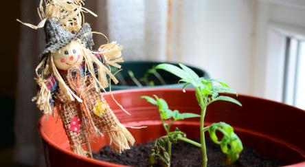 Flowerpot with a new growing plant and a mini scarecrow.