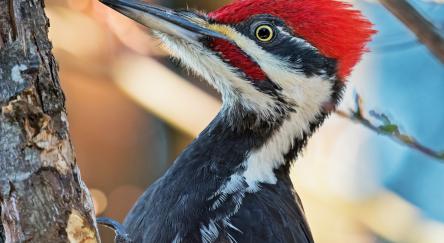 Woodpecker