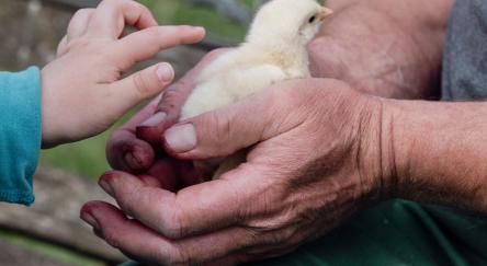 Adult hands holding a chick with a child's hand reaching in to touch the chick.