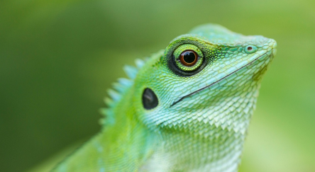 Green lizard looking to the right in a green background.