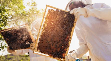Beekeepers are working with bees and beehives on the apiary.