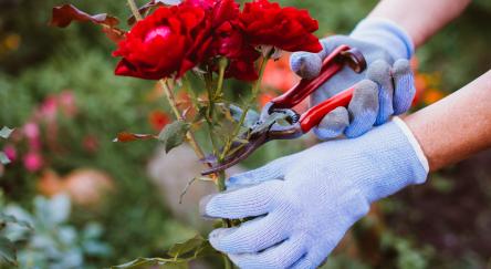 Gardener's hands holding pruning or grafting scissors and cutting roses