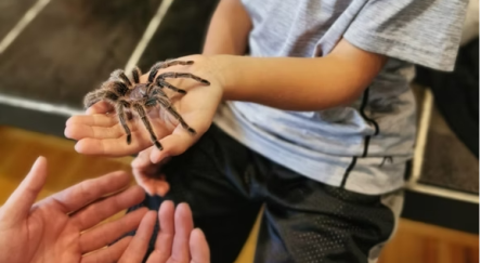 Child holding a tarantula. Two hands reaching out to help.