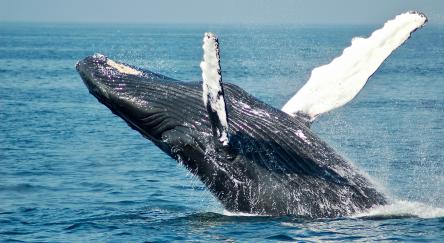 A whale jumping out of the ocean waves.