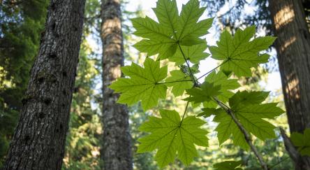 Temperate rain forest and maple leaves, Whistler, B.C.
