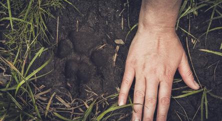 Women's hand and wolf print in mud, Cape Scott Provincial Park, Vancouver Island, B.C.