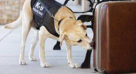 An explosives and drug-sniffing police dog investigating a abandoned suitcase.