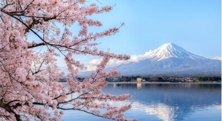 Cherry blossoms and Mt Fuji, Japan, in the background